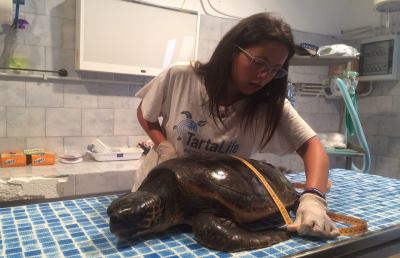 Nessi prima ospite del centro che salva le tartarughe marine