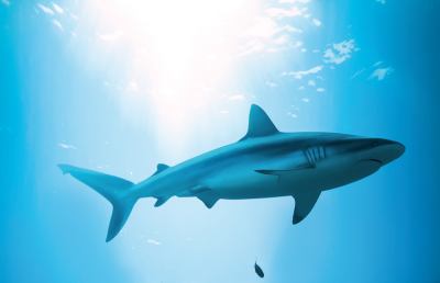 Allarme squali nel Mediterraneo, sono in pericolo di estinzione