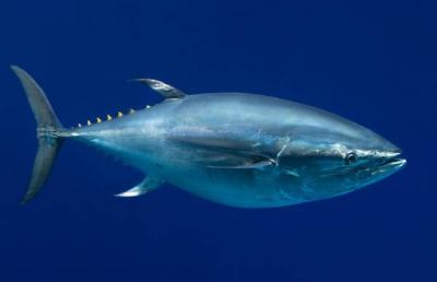 Guardia Costiera, chiusura campagna pesca sportiva tonno