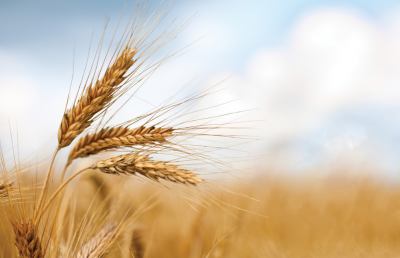 Ripatransone, torna la venticinquesima Festa del Grano