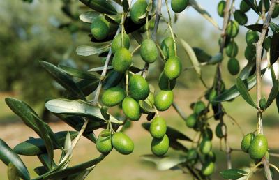 Marchi di Qualità, diverse opportunità per l'olivicoltura 