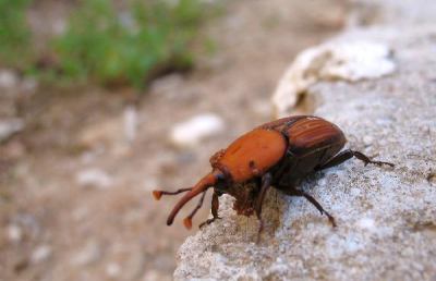 Grottammare, terzo trattamento della lotta al punteruolo rosso