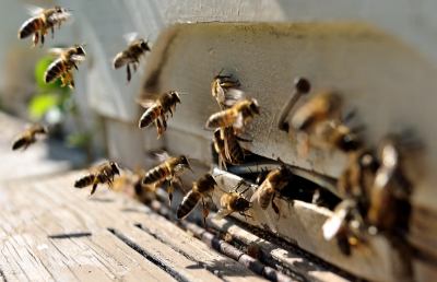 Prima campagna informativa su allergia veleno imenotteri