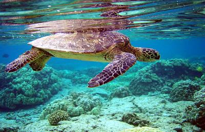 Peschereccio Eco1, si libera in mare una tartaruga verde 