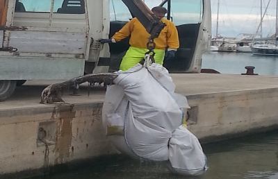 Capitaneria San Benedetto, recuperata carcassa di un delfino