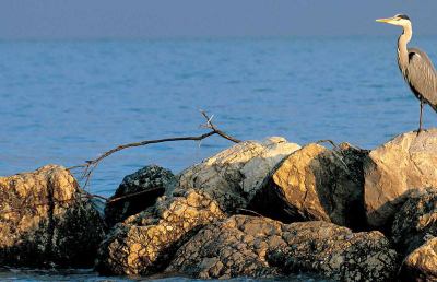 San Benedetto, convegno sulla biodiversità marina nelle Marche