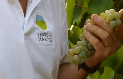 Sorridono vini biologici delle Marche, incetta di premi nelle guide di settore
