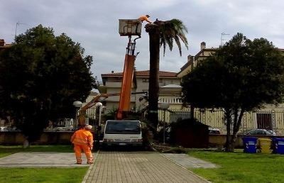Grottammare: punteruolo rosso, Palazzo Ravenna resta senza palme