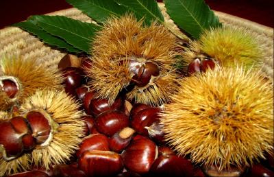 Cia Ascoli e Fermo, belle le castagne 2015 e buona la raccolta