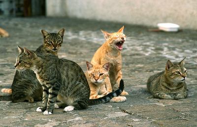 Volontari animalisti, un corso per affrontare le difficoltà tipiche del randagismo