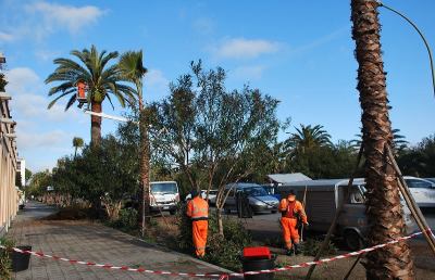 San Benedetto, potature ordinarie e straordinarie in tutta la città 