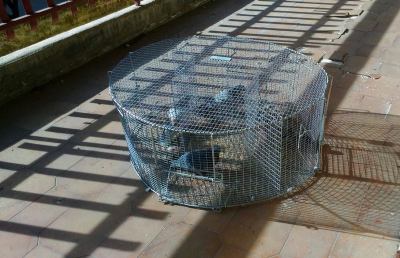 Grottammare, via i piccioni dalle zone urbane