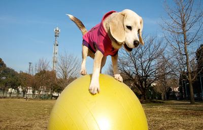 Guinness dei primati, lo straordinario beagle Purin che corre sul pallone...