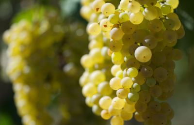 Decretato al Vinitaly il successo dei vini Passerina e Pecorino