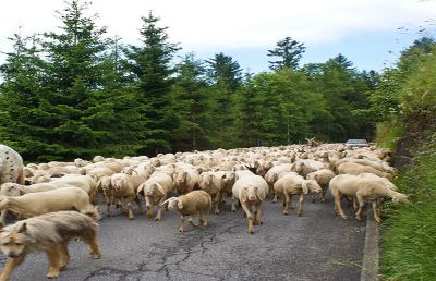 La transumanza, sulle orme dei pastori da Roccafluvione a Montegallo