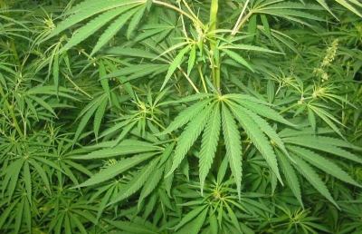 Spinetoli, scoperto impianto coltivazione marijuana in appartamento