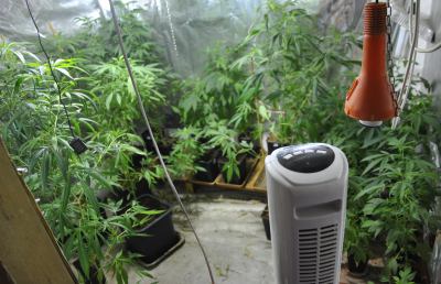 Polizia interviene per lite in famiglia e scopre piantagione marijuana in soffitta