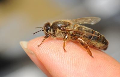 “Punto nel vivo Marche”: 5 centri di allergologia e pronto soccorso