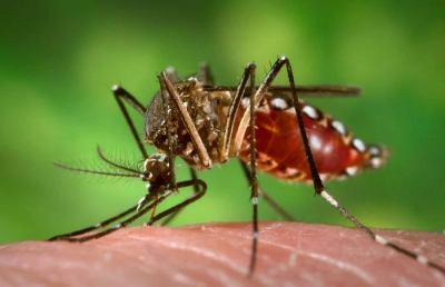 Olimpiadi Rio, come proteggersi dalle zanzare per evitare rischio Zika