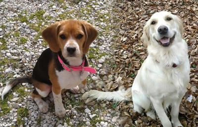 Pet therapy per combattere il Parkinson: all'INRCA percorso pilota