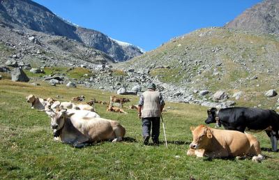 Terremoto Centro Italia, a rischio 3mila aziende agricole e 100mila animali