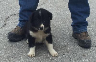 Terremoto, i vigili del fuoco adottano il cane salvato dalle macerie