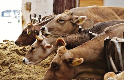 Terremoto, 11 stalle nelle Marche (3 nell'Ascolano) per gestire 4mila animali