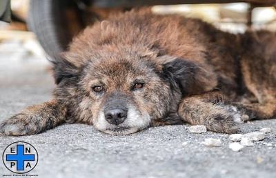 Terremoto, Enpa: “Pensare anche ad animali d'affezione e allevamento, serve Esercito”