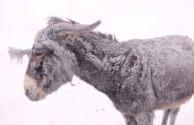 Terremoto, Coldiretti: “Situazione insostenibile, 3mila stalle e aziende sepolte da neve”