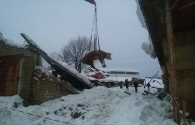 Terremoto, Coldiretti: ''Al via evacuazione delle stalle per salvare animali''