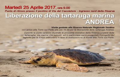 Riserva Sentina, il 25 Aprile torna in libertà un tartaruga marina