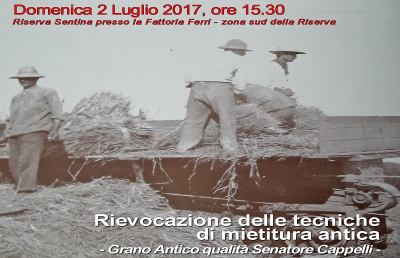 Riserva Sentina, rievocazione delle antiche tecniche di mietitura
