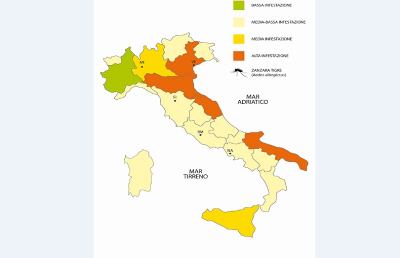 Temperature alte ed umidità, le zanzare nelle Marche sono sempre più numerose