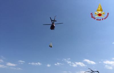 Vigili del Fuoco Ascoli, salvata una mucca fuggita dopo la scossa di terremoto