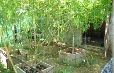 Ascoli Piceno, arresto per coniugi dediti a coltivazione e spaccio marijuana