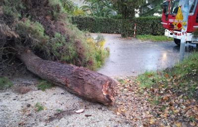 Monteprandone, albero cade su autovettura in transito. Feriti marito e moglie