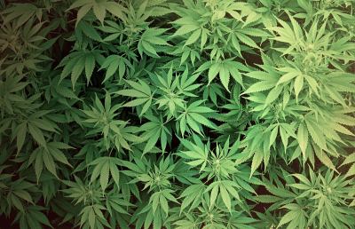 Porto Sant'Elpidio, sgominato centro di spaccio droga con piantagione di marijuana