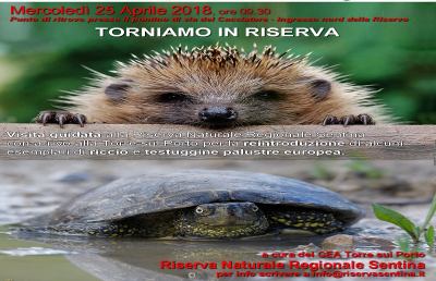 Riserva Sentina, si reintroducono in natura testuggini palustri e ricci