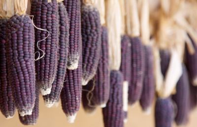 Elogio del ''mais viola'', straordinario contro l'ipertensione e per prevenire il cancro
