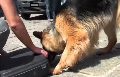 Questura Ascoli-Fermo, cane Wally aiuta ad individuare padre e figlio in possesso di droga
