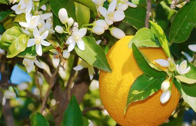 Grottammare: torna ''Arancio in fiore'', modifiche alla viabilità 