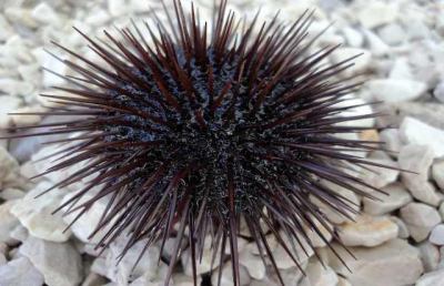I ricci di mare proteggono il cuore. Dal mare nuove prospettive per cura e prevenzione