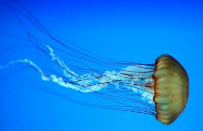 Caldo, mare e meduse: allarme in Italia per alcune specie potenzialmente mortali
