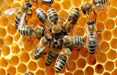 Le api sanno come contare da zero. Per la prima volta un insetto comprende valore numerico di ''niente''
