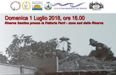 San Benedetto del Tronto, tutto pronto per la mietitura nella Riserva della Sentina