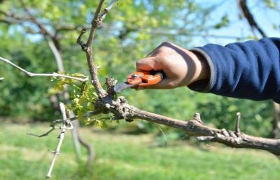 Castignano, deferito giovane bracciante agricolo per estorsione nei confronti del datore di lavoro