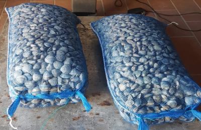 Guardia Costiera San Benedetto, operazione di controllo su filiera pesca vongole