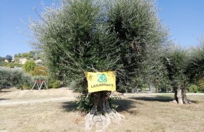 Grottammare, studenti all’opera per  la campagna Legambiente ''Puliamo il mondo''
