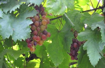 Grandi cantine italiane