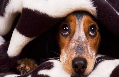 Botti di Capodanno, un pericolo per gli animali. In molte città bando ai fuochi non autorizzati